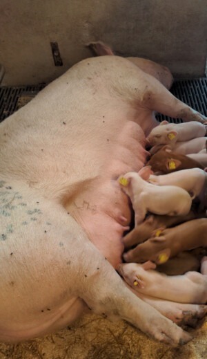 Mutterschwein Muttersau mit Ferkeln im Stall glücklich säugend ohne Elektrosmog